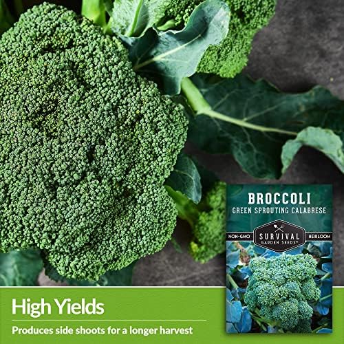 Green Sprouting Calabrese Broccoli Seeds for Planting (2 Packs) - Image 4