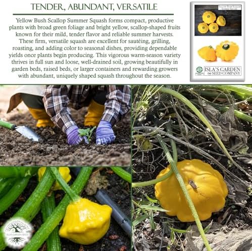 Yellow Bush Scallop Summer Squash Seeds (Pattypan, Cucurbita pepo var. clypeata) – 30+ Non GMO Heirloom Seeds by Isla’s Garden Seeds, Ideal for Compact Garden Growing, Excellent Kitchen Use, Gift Idea - Image 5