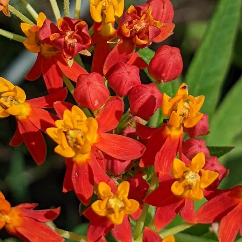 2 Random Mix Milkweed Live Plants, 5-9 Inch Tall - Image 5