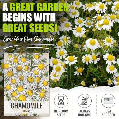 Seed Needs Roman Chamomile Seeds to Plant an Herb Garden - 5 Packs - Image 2