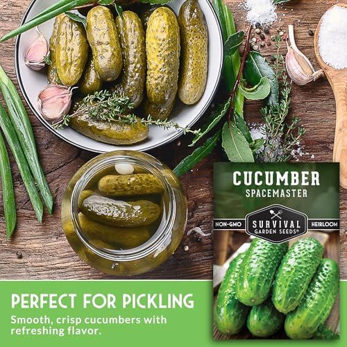 Spacemaster Cucumber Seeds for Planting - Bush Style Cucumbers (1 Pack) - Image 5