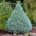 Brighter Blooms Juniper 'Wichita Blue' Tree, 4-5 ft. by BrighterBlooms
