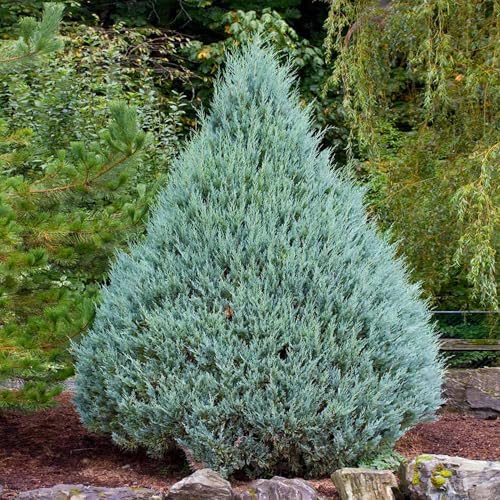 Brighter Blooms Juniper 'Wichita Blue' Tree, 4-5 ft. by BrighterBlooms