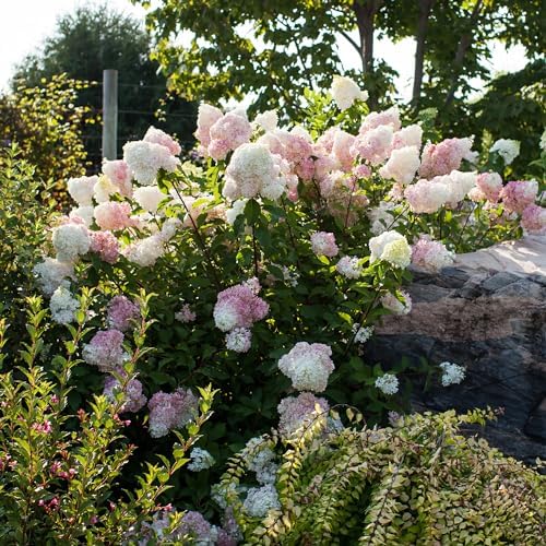 First Editions 3 Gal. Vanilla Strawberry Hydrangea Shrub (Pack of 2) - Image 3