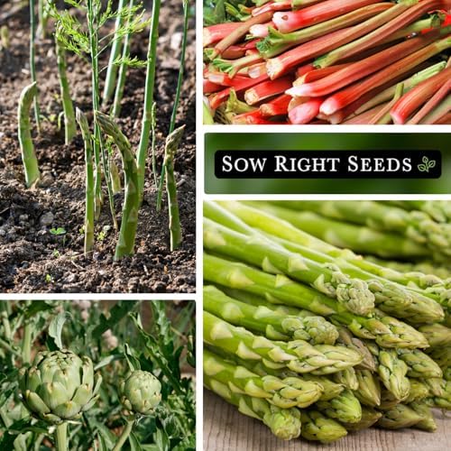 Sow Right Seeds - Perennial Vegetable Seed Collection for Planting Garden - Image 4
