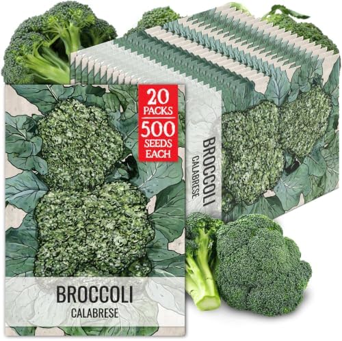 Seed Needs Calabrese Broccoli Seeds to Plant Heirloom & Non-GMO 20 Packs by SeedNeeds