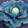 Park Seed Stonehead Hybrid Cabbage Seeds, Pack of 100 by ParkSeed