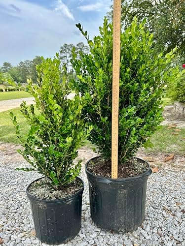 Wintergreen Boxwood Live Plant, 3 Gallon, Evergreen Hedge Shrub - Image 3