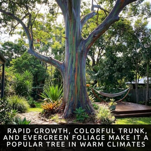 50 Rainbow Eucalyptus Seeds | Eucalyptus Deglupta Tropical Tree Seeds - Image 3