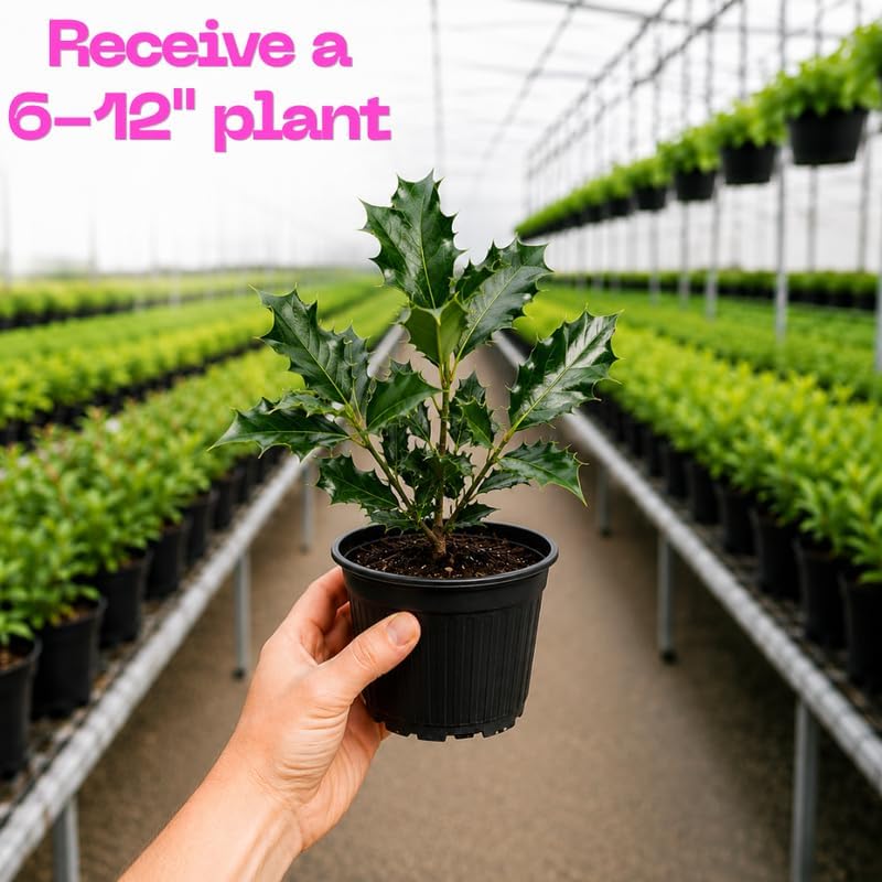 Live Holly Plant, Oak Leaf Holly Plant 6-12" Tall in 4" Pot, Low Maintenance Evergreen Shrub, Live Evergreen Plant for Outdoor Landscape - Image 3
