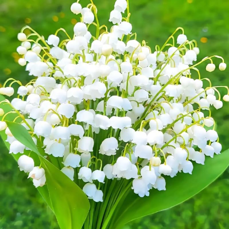 10 Lily of The Valley Roots, Shade Garden Flower Bulbs by PlantsSeedsBulbs