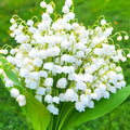 10 Lily of The Valley Roots, Shade Garden Flower Bulbs by PlantsSeedsBulbs