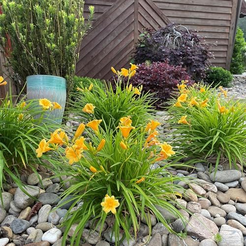 Southern Living 1 Gal. Stella Daylily Plant - Image 4