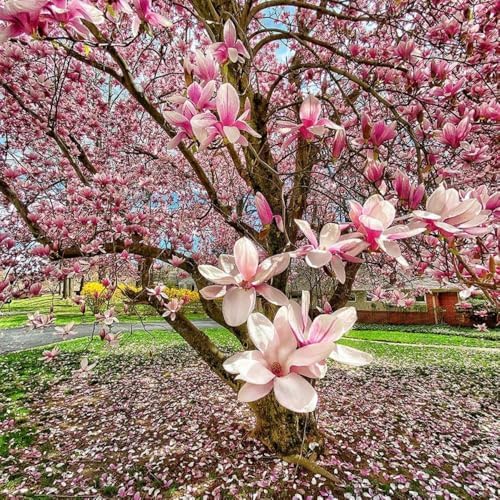 Saucer Magnolia Tree Live Plant, Blooming Shrub, 4-8 Inch Tall - Image 2