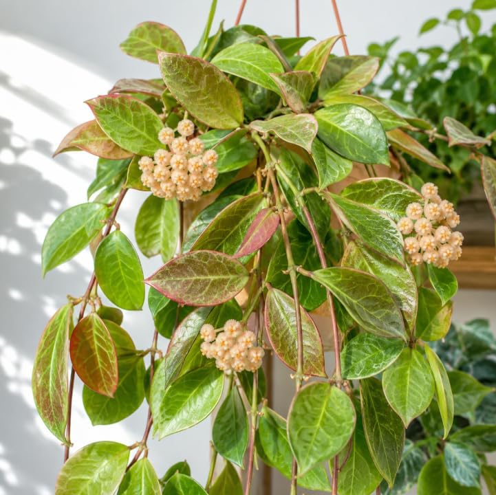 Hoya Sunrise Plant Live for Planting, Rare Succulents Plant, Climbing Hoya Vine for Indoor, Outdoor 4 to 6 Inch Tall, No Pot - Image 6