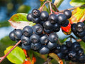 Aronia Berry Bush (Chokeberry) Seedlings for Planting - Live Chokeberry Plants (3 Seedlings) by CZGrain