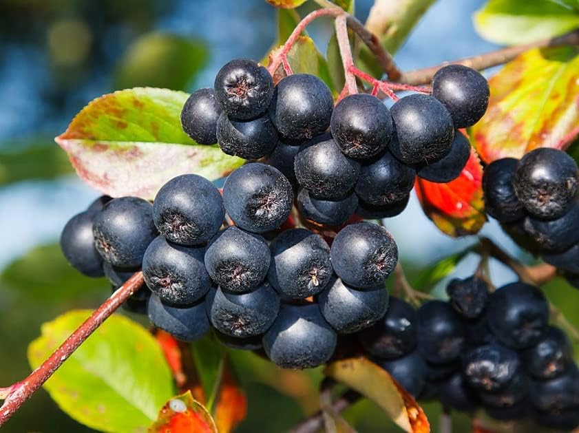 Aronia Berry Bush (Chokeberry) Seedlings for Planting - Live Chokeberry Plants (3 Seedlings) by CZGrain
