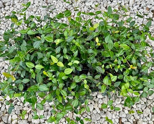 Asiatic Jasmine Live Plants, 3 inch Pot, Evergreen Ground Cover 18 Count - Image 4