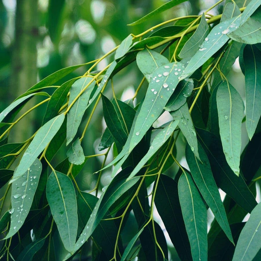 Park Seed Grow Your Own Eucalyptus Seeds Plant, Perfect for Indoor Growing and Spring Garden, Lemon Bush, Pack of 15 - Image 4