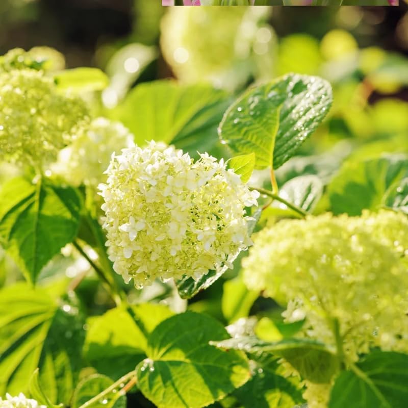 Green Hydrangea Live Plant, Perennial Flowering Bush, 4-7'' Tall, 2.5'' Pot - Image 4