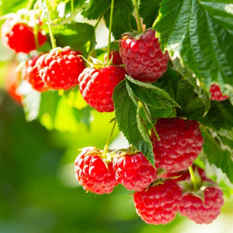 2 Red Raspberry Live Plants, Home Garden Berry Bush, 5-10 Inch Tall - Image 5