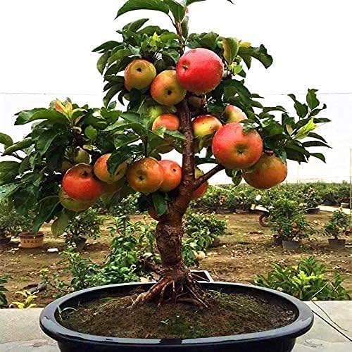 Dwarf Bonsai Apple Tree Seeds - 25 Seeds - Grow Exotic Indoor Fruit Bonsai by CZGrain