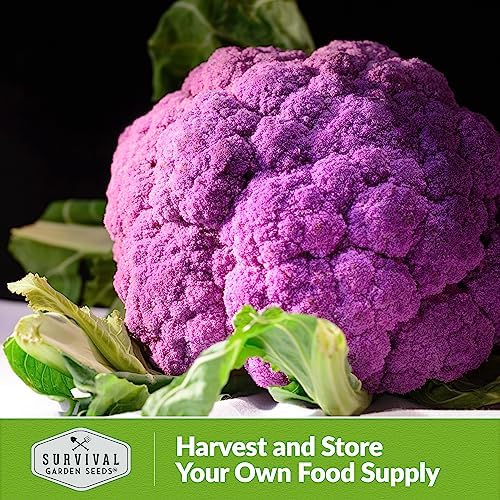 Purple Cauliflower Seeds for Planting, Violetto di Sicilia - 2 Packs - Image 5