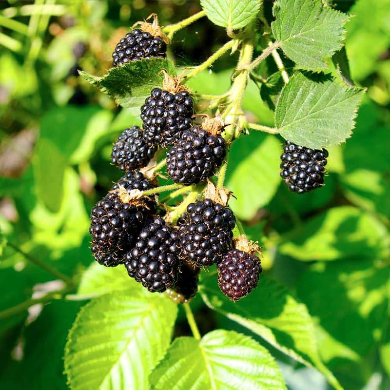 2 Chester BlackBerry Plants Live, Thornless Fruit Berry Tree, 5-8" Tall - Image 6
