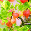 Pixwell Gooseberry Bush Live Plant, Sweet Berry Fruit Tree, 5-9 Inch Tall by PlantsSeedsBulbs