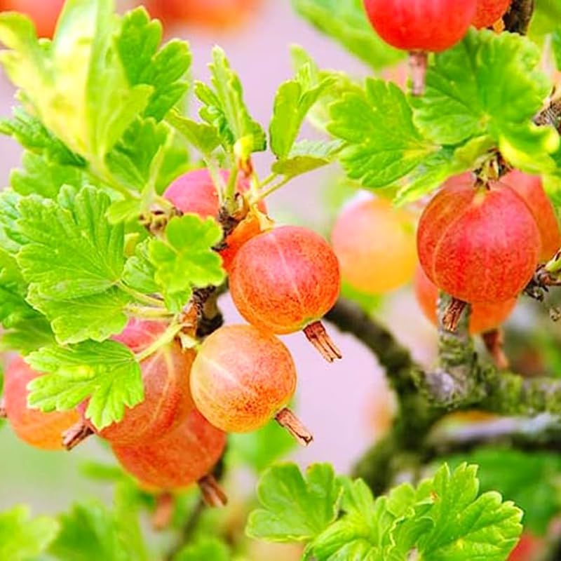 Pixwell Gooseberry Bush Live Plant, Sweet Berry Fruit Tree, 5-9 Inch Tall by PlantsSeedsBulbs