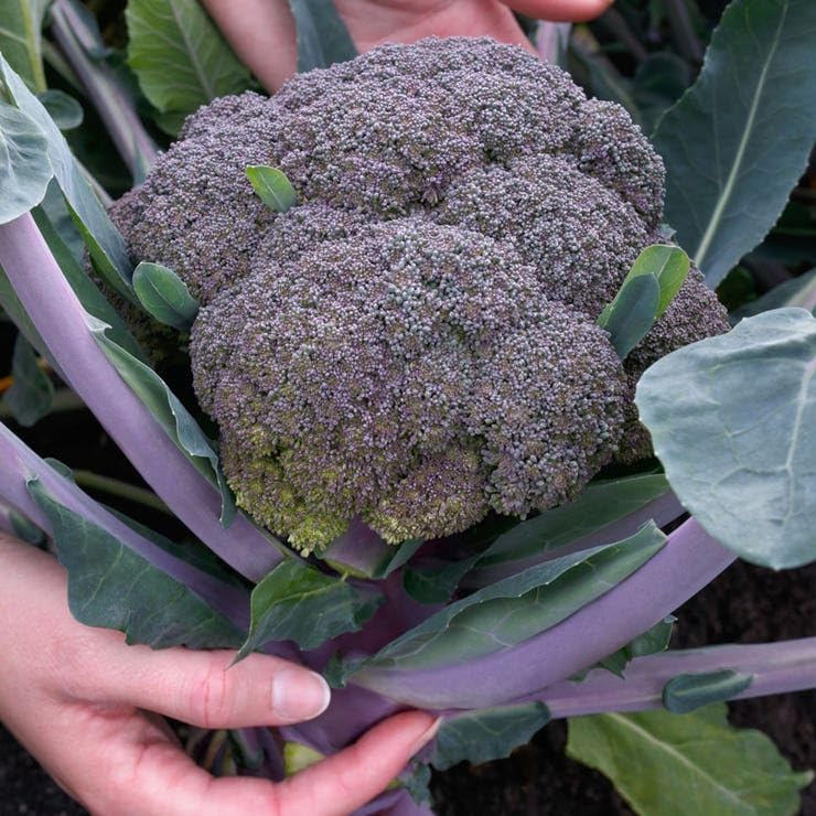Park Seed Purple Magic Hybrid Broccoli Seeds - Pack of 50 Seeds - Image 4