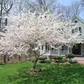 White Cherry Blossom Tree, Ornamental Plant Live, 6-12" Tall, in Pot by Unknown