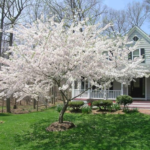 White Cherry Blossom Tree, Ornamental Plant Live, 6-12" Tall, in Pot by Unknown