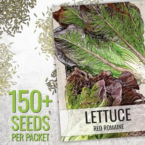 Seed Needs Lettuce Seeds Variety Pack of 14 Non-GMO Heirloom Vegetables - Image 3