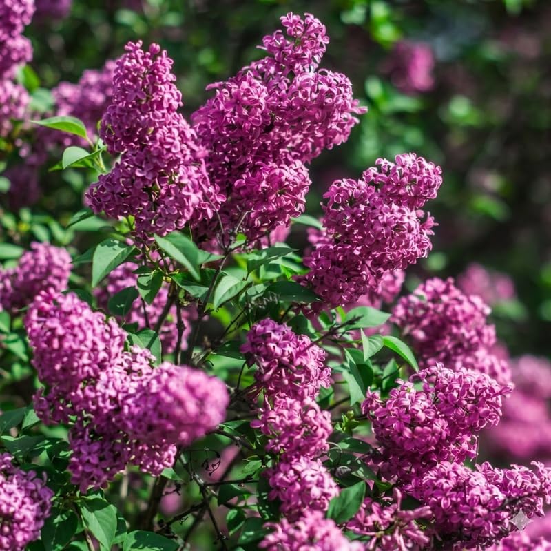 Purple Lilac Bushes Live Plant in Pot, 4-5 Inch Tall Fast Growing Lilac Plants Live, Fragrant Flowering Shrubs, Perfect for Gardens & Landscaping - Image 3