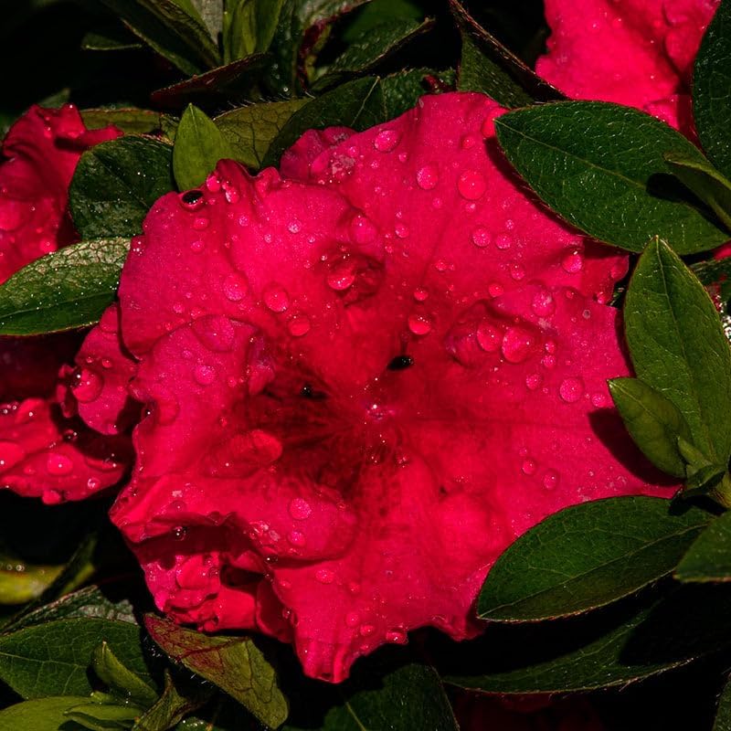 Perfect Plants Autumn Bonfire Encore Azalea, 1 Gallon, Live Plant - Image 5