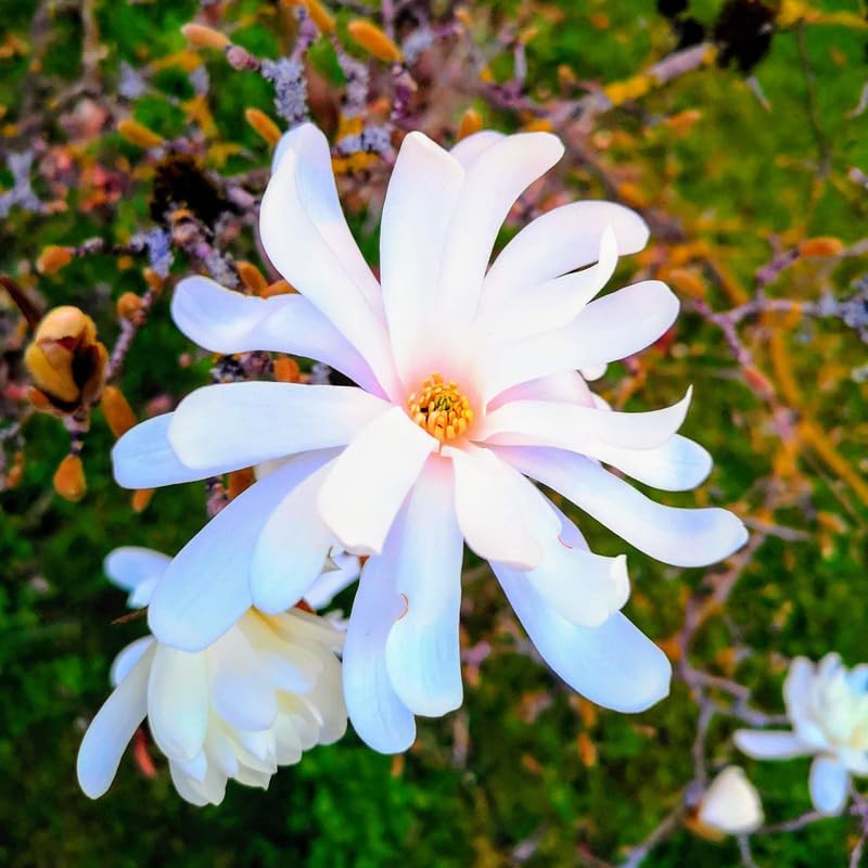 Star Magnolia Tree Plant Live, Cold Hardy Flower Tree, 6-12 Inch Tall - Image 2