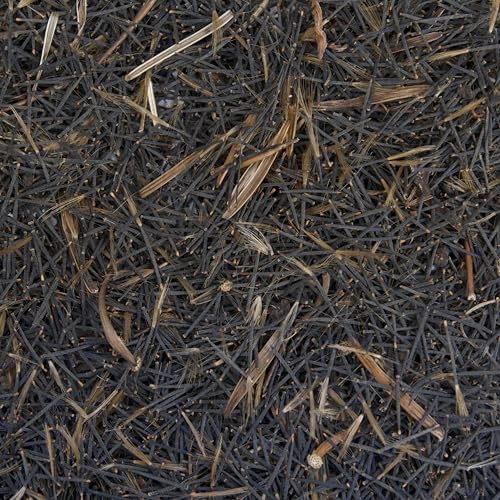 Papalo Seeds (Porophyllum ruderale) Packet of 20 Seeds - Image 2