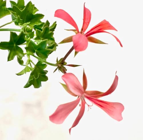 Set of 2 Live Ivy Geranium -Pelargonium Peltatum, Climbing Ivy Leaves with Pink Flowers, 2 Fully Rooted Plants 6-12" Long, Options of Single-Layer or Multi-Layer Petals - Image 3