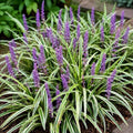 Silver Dragon Lilyturf Grass - 4" Pot by Unknown