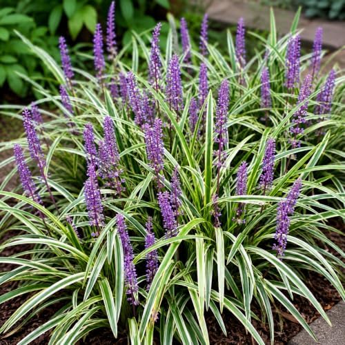 Silver Dragon Lilyturf (Liriope) Grass - Gallon Pot - Image 4