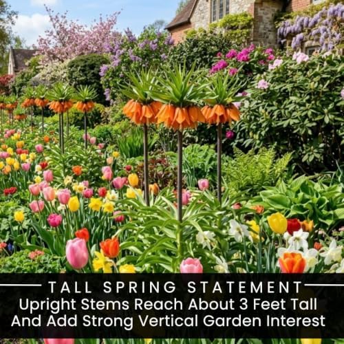10 Orange Crown Imperial Fritillaria Bulbs – Tall Bell-Shaped Spring Flower - Image 4