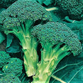Broccoli Seed, Green Sprouting Calabrese, Heirloom, Non GMO, 50 Seeds, a Garden Delight, Broccoli Seeds by CountryCreekAcres