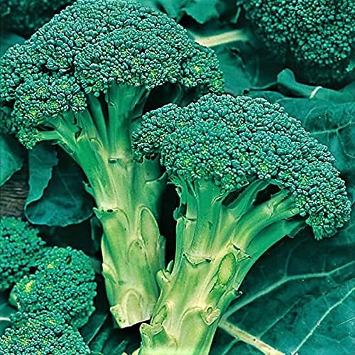 Broccoli Seed, Green Sprouting Calabrese, Heirloom, Non GMO, 50 Seeds, a Garden Delight, Broccoli Seeds by CountryCreekAcres