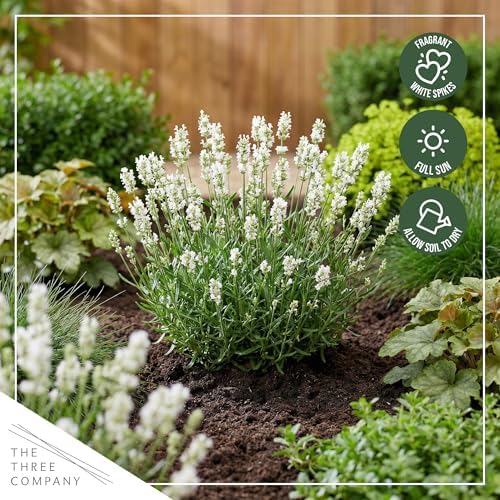 Lavender (2 Pack) - White Blooms, Live Fragrant & Aromatic Flowering Perennial, 10" Tall by 5" Wide in 1 Qt Pot - Image 7