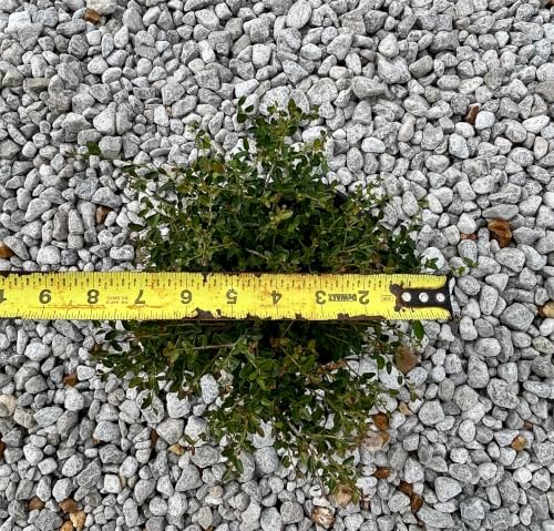 Dwarf Yaupon Holly Shrub, Live Plant, 1 Gallon Container Size, Evergreen Ornamental Bush - Image 4