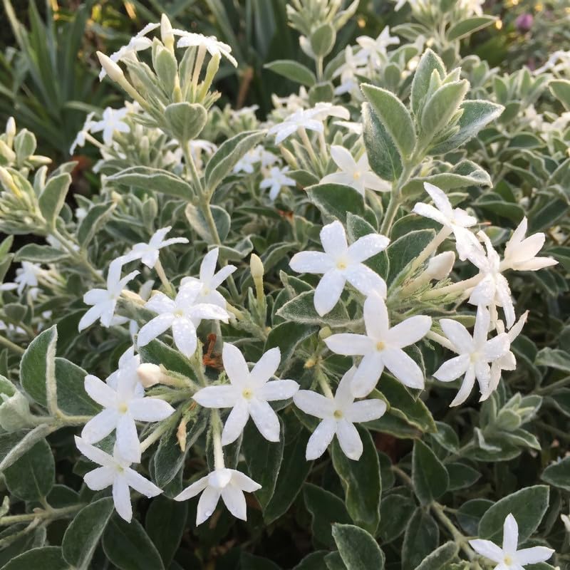 Climbing Star Jasmine Vine Live Plant, Patio Container Flower, 4-7 Inches - Image 3