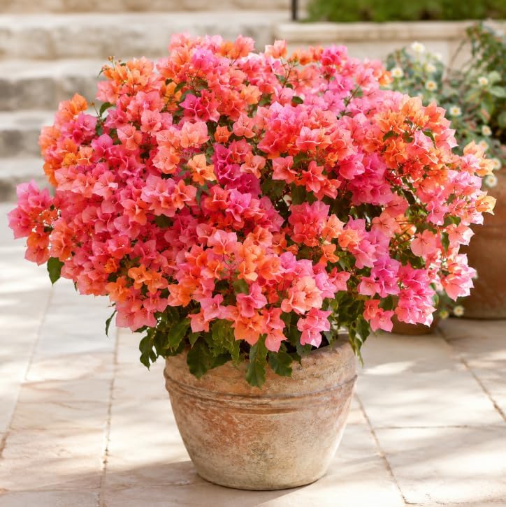 Orange Bougainvillea Plant Live for Planting, Orange Flower Vine Plant, Vibrant Bougainvillea Tree for Home Garden 4 to 6 Inch Tall, No Pot - Image 6