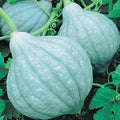 Mountain Valley Seed Co Blue Hubbard Winter Squash Garden Seeds 1 Lbs by MountainValleySeedCompany