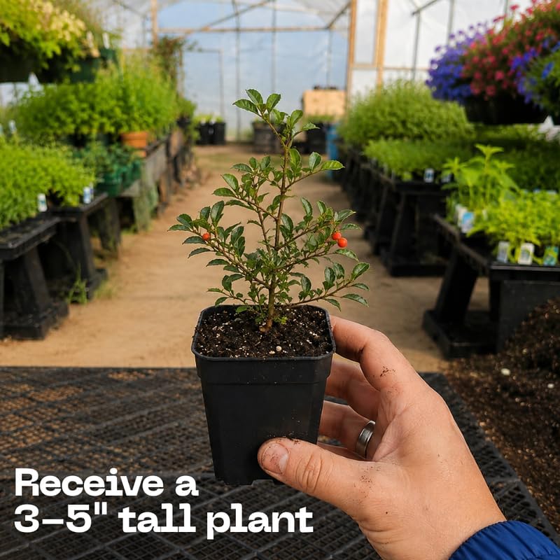 2 Firethorn Live Plant, 3-5” Tall in 3” Pot, Vigorous, Well-Rooted Evergreen Bush, Orange-Red Berries for Stunning Landscape Decor - Image 3